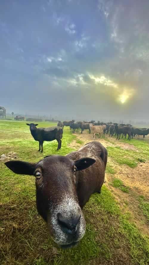 Close up of Black Borrego hair sheep